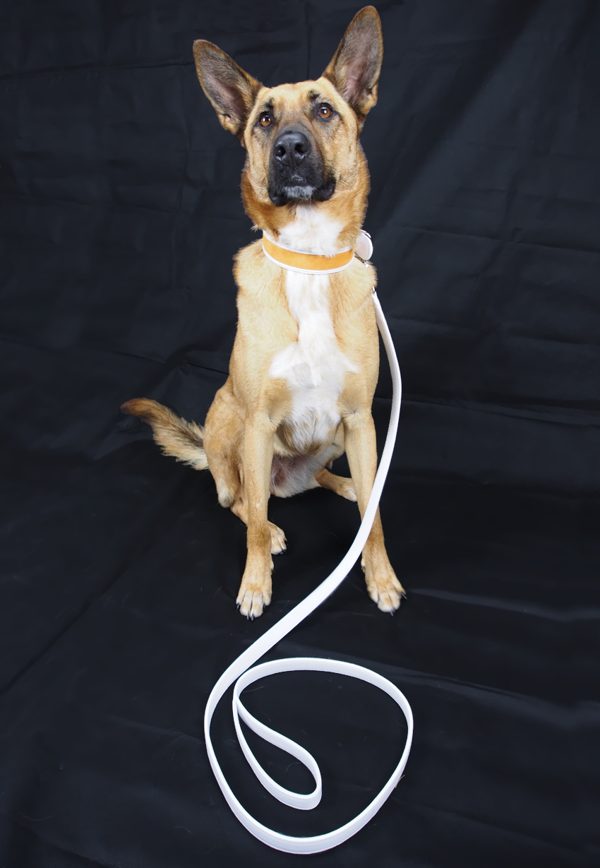 LAIKA HUNT Luxury Leather Dog Collars Australian Dog Lover