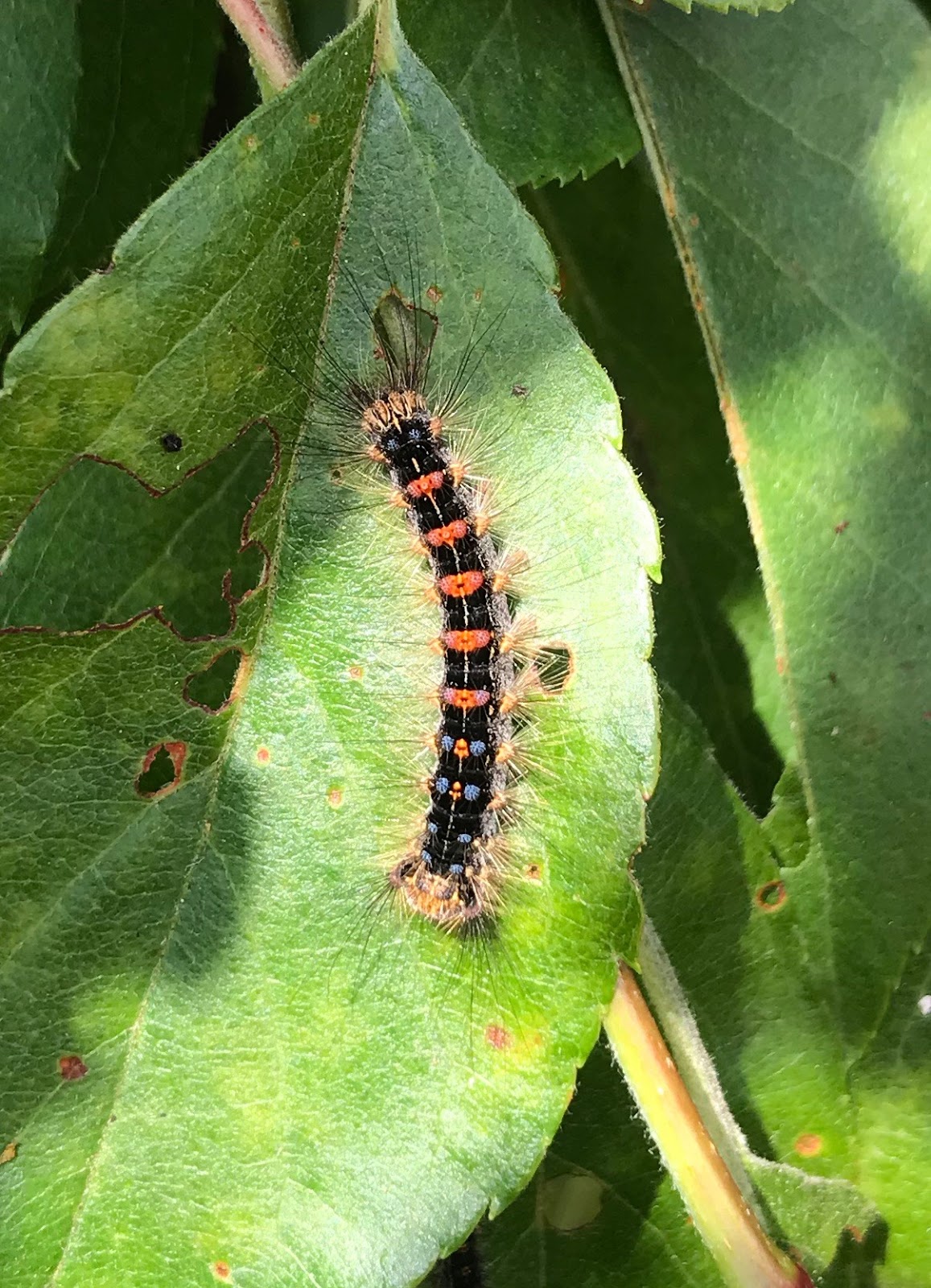Upper Thames Moths: Caterpillar ID