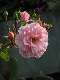Rosa bonica Meidomonac at Toronto Botanical Garden by garden muses-not another Toronto gardening blog