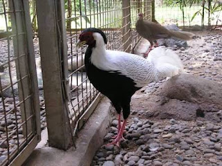Silver Pheasant Dewasa