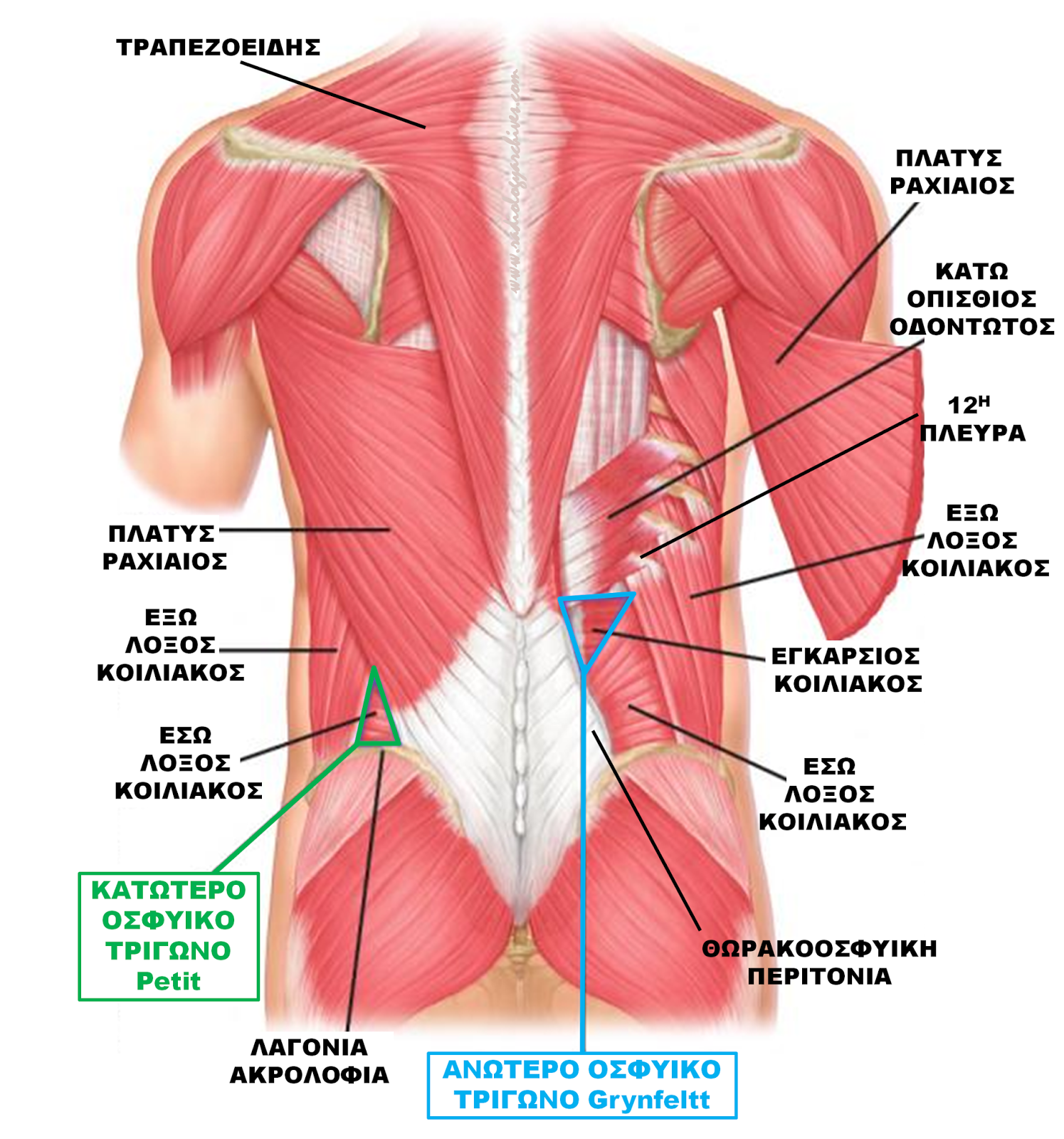 Radiology Archives Οσφυϊκή Κήλη (Οσφυοκήλη Grynfeltt Lesshaft)