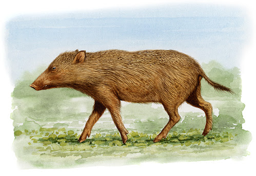 suidae fosil Eumaiochoerus