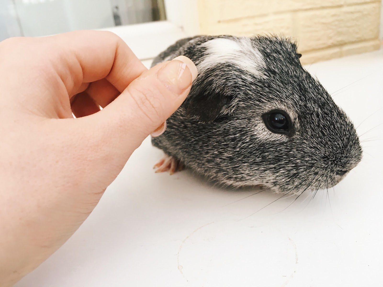 My Guinea Pig My Guinea Pig