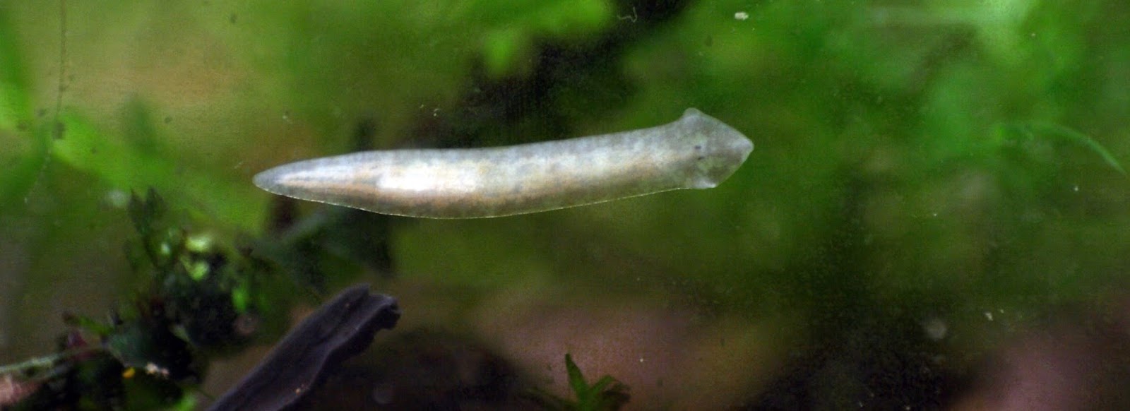 NanoAquarium für Anfänger Planarien Dugesia ein Gedicht