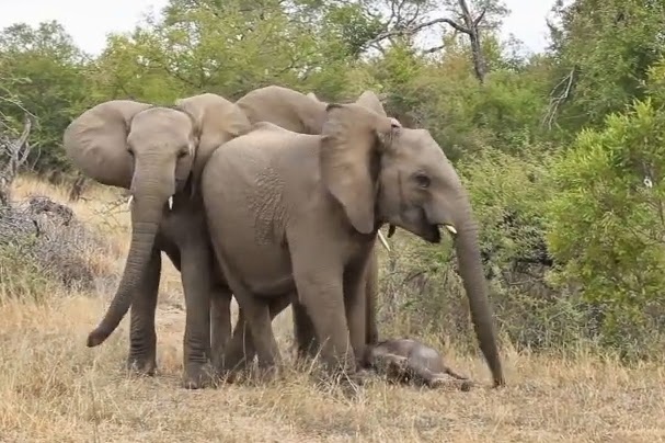 The First Footsteps of a Newborn Elephant