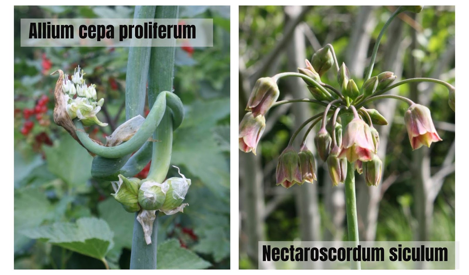 Random Acts Of Gardening