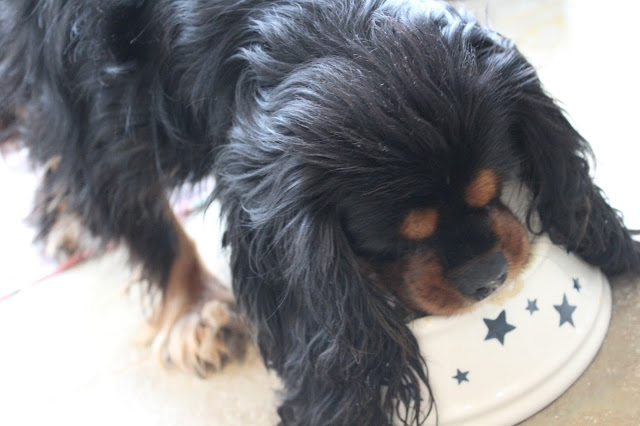 cavalier king charles eating from dog bowl