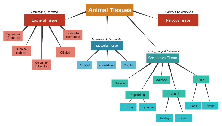 CBSE ADDA: Tissues in Plants and Animals biology notes for 9
