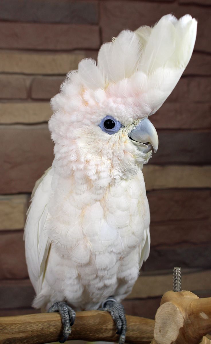 Ducorp's Cockatoo