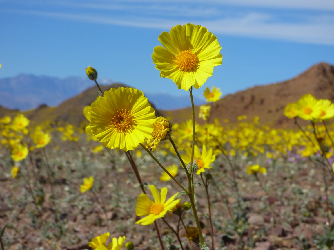 Geotripper Extraordinary Times in Death Valley National Park