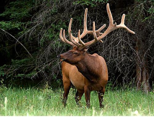 Download Wallpapers free: Wild animals wallpaper