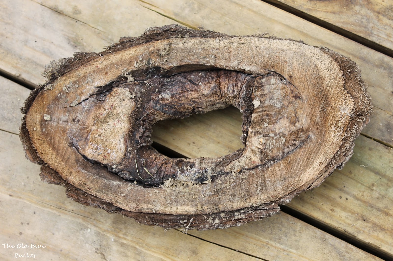 The Old Blue Bucket: Tree Knot in the Garden