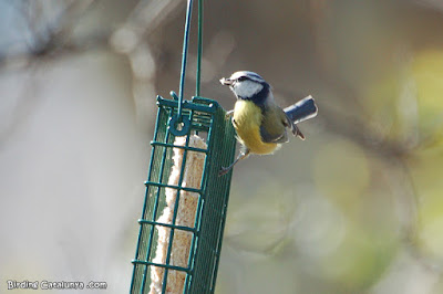 Mallerenga blava (Cyanistes caeruleus)