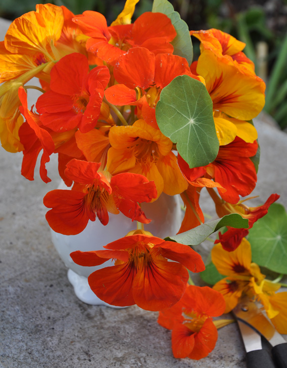 Three Dogs in the Kitchen Nasturtium Butter