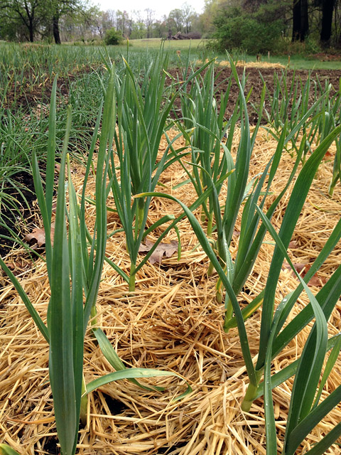 Allium sativum var. Turban 'Tuscan' garlic