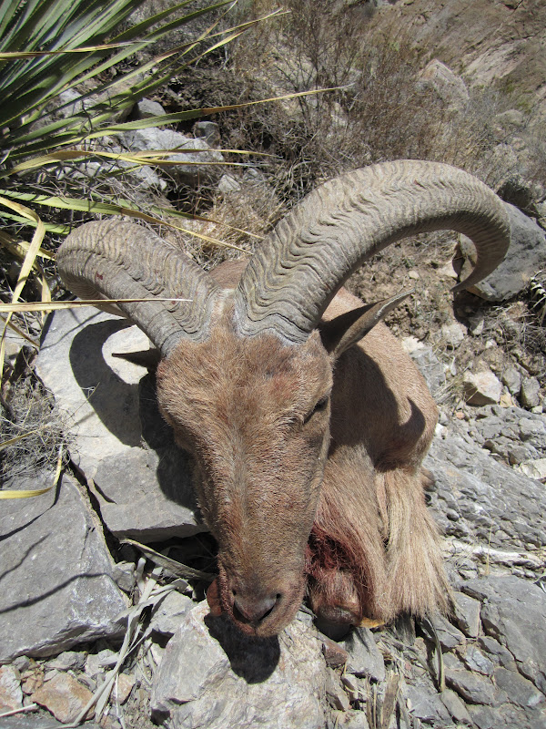 A3 Trophy Hunts LLC Poor man's sheep hunt... NM Barbary Sheep