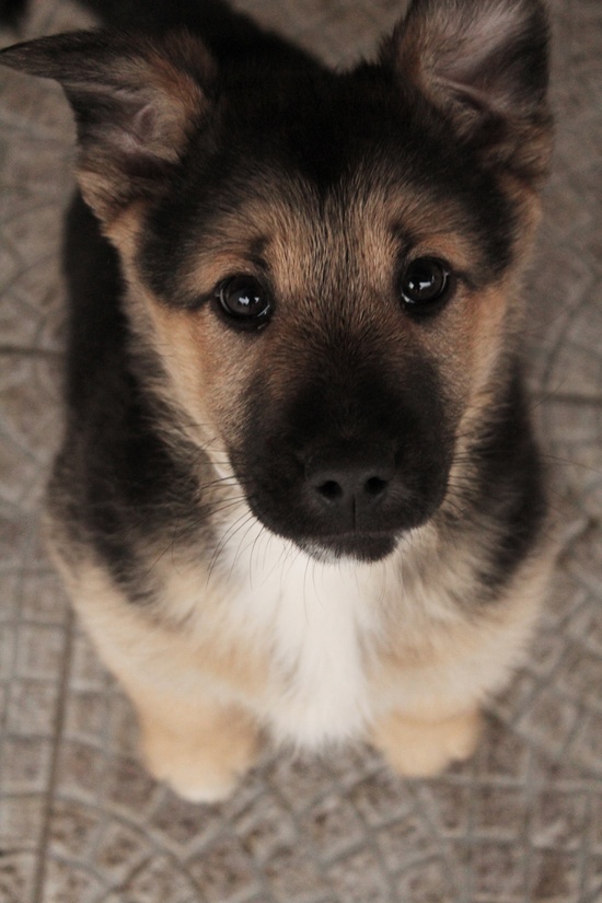 Cute Puppy of German Shepherd - Annie Many