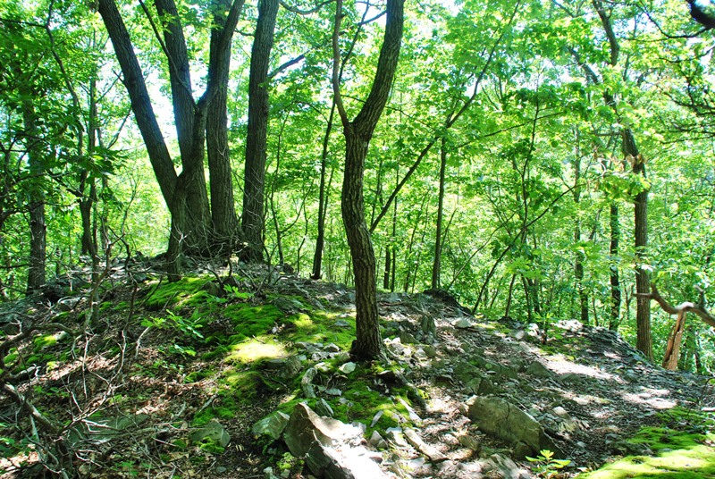 Southeastern PA Hiking: Valley Forge - Mount Misery
