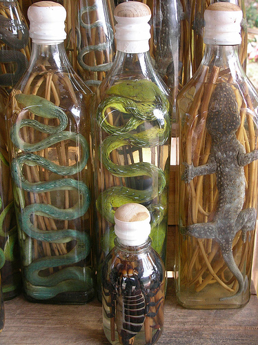 Snake drink picture - ONLINE NEWS ICON