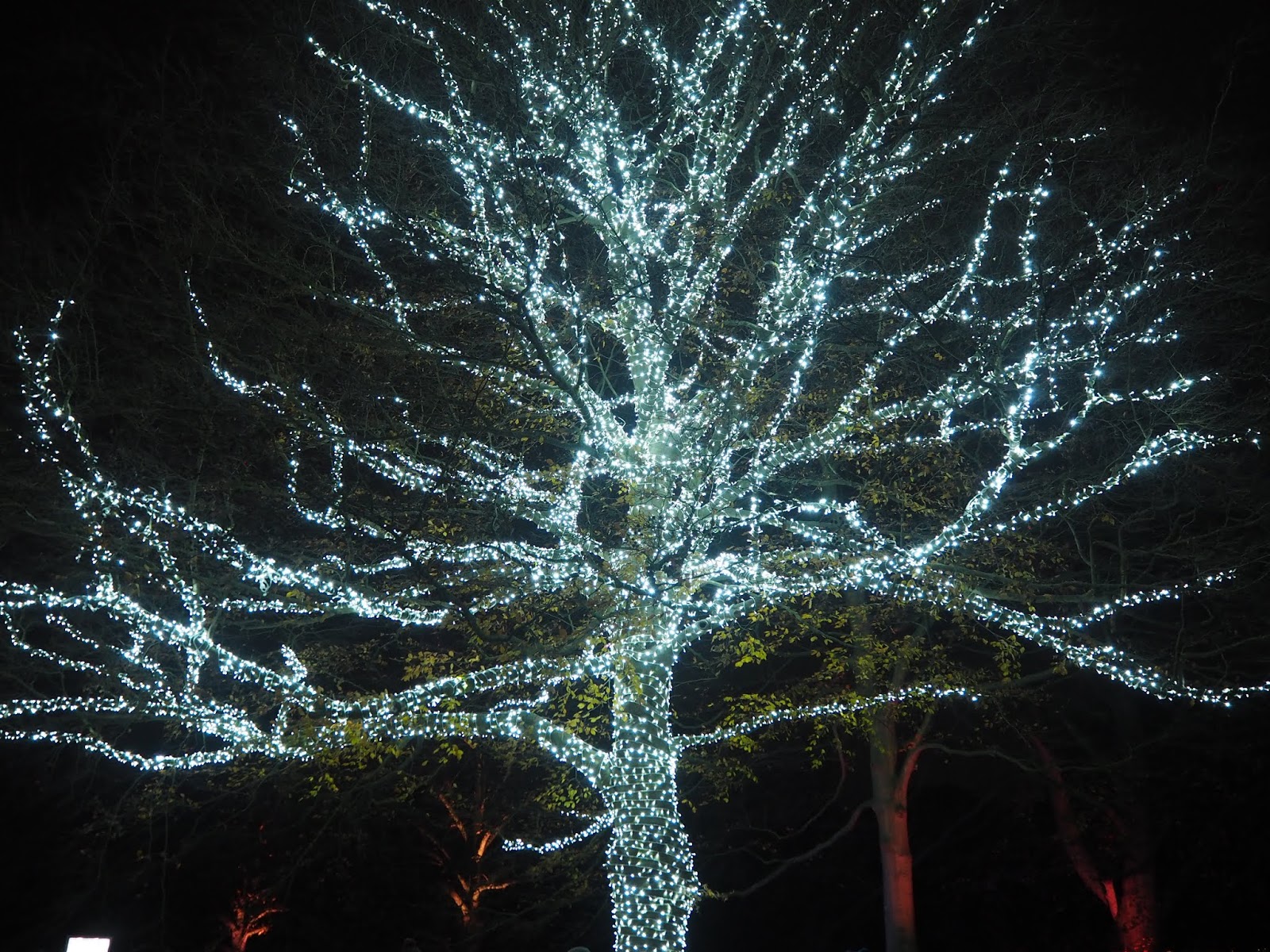 Christmas At Kew 