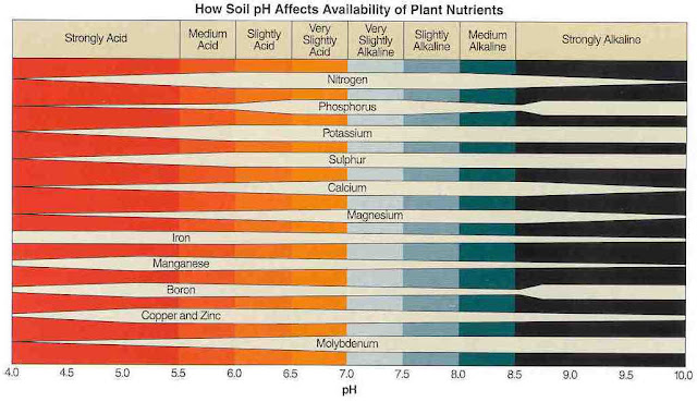 Xtremehorticulture of the Desert: Lots of Nutrients are in the Soil and