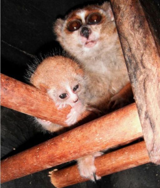 Funny Image Collection: Funny Pictures about Animals!