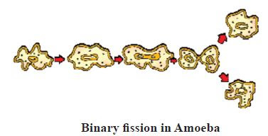 Modes of Asexual Reproduction