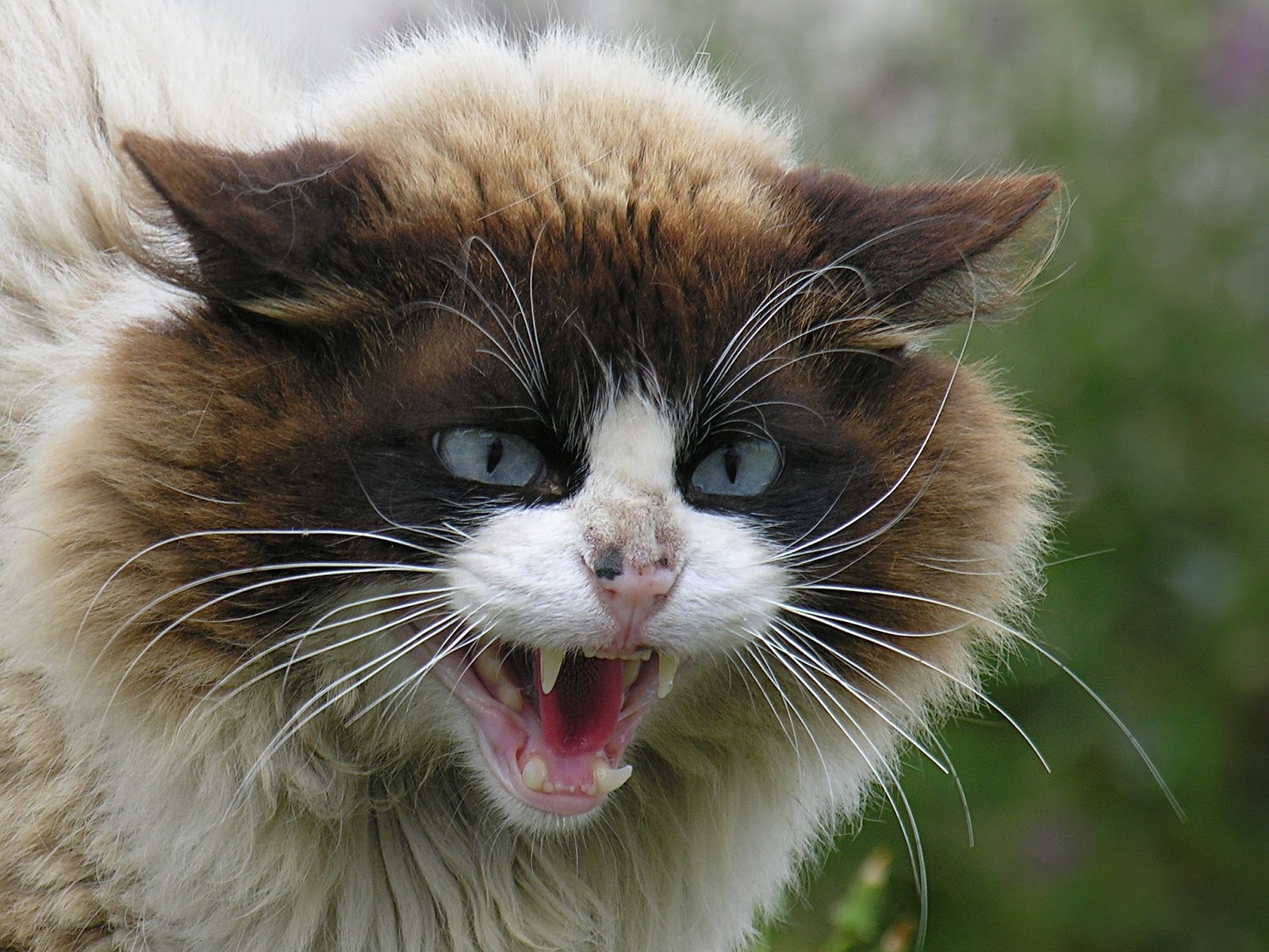 Angry+Cat+Face+Wallpaper.jpg