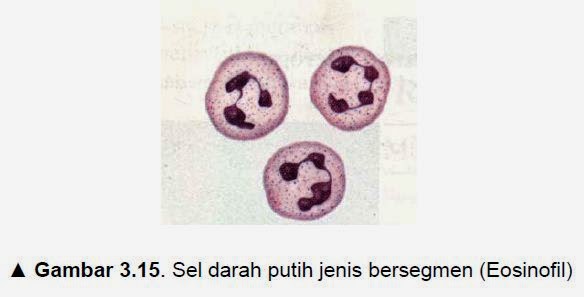Sel Darah Putih ( Leucocyte ) | Ilmu Kesehatan