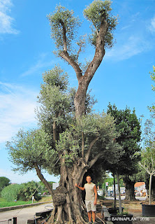 Olivos ejemplar de mas de 10 m en nuestras instalaciones de Barnaplant