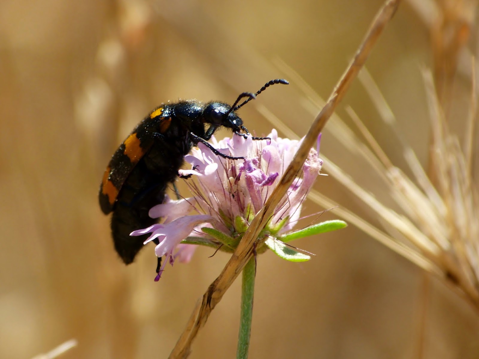 Photos d'insectes Les Coléoptères Coleoptera coccinelles…)
