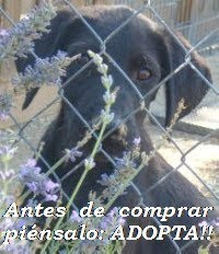 ADOPTA !!! ...