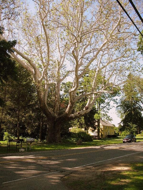Giant Trees From Around The World Sycamore Trees