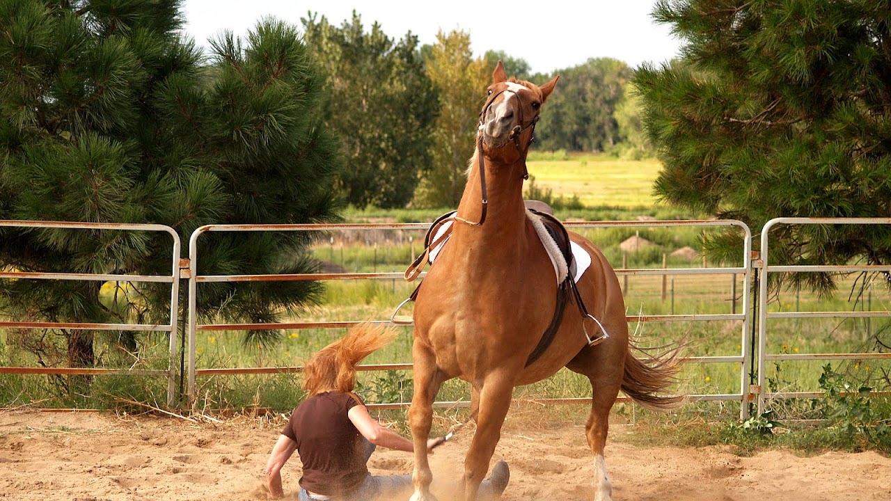Racehorse Injuries Horse Injury Injury Choices