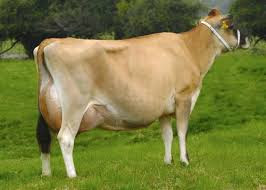 Cow Images, hd photo  Free Download  47