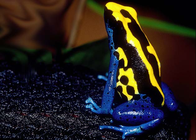 rainbow poison dart frog