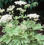 Peucedanum ostruthium “Daphnis”-Variegated Peuce Materwort