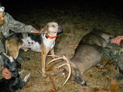 Best Blood Trailing Dogs Best Blood Trailing Dogs