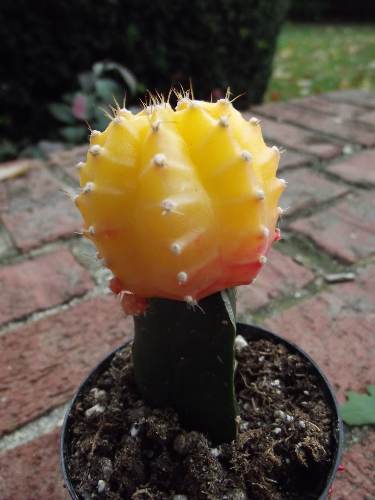 Backyard Biology: Ruby Ball Cactus