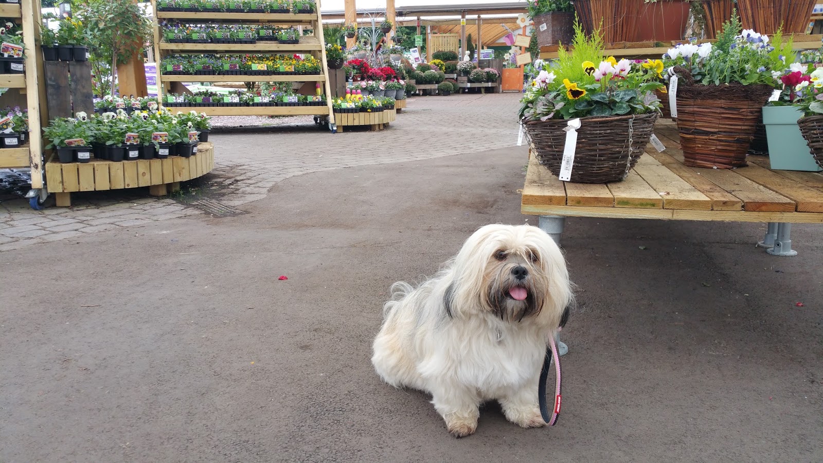 Home Dog Boarding Nantwich Home Dog Boarding Nantwich