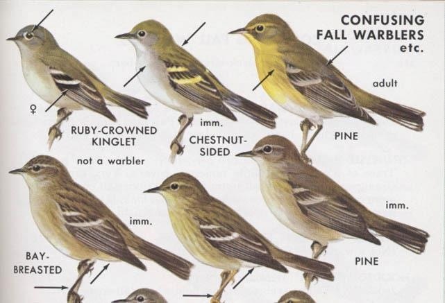 warblerwatch warbler guy do you have any advice for warbler identification chart