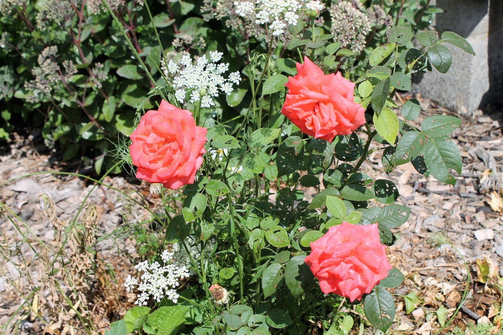 SheJunks Rain & Roses....