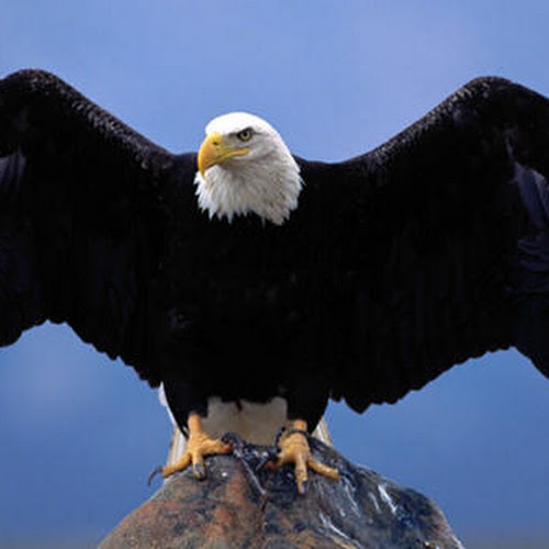 40 Lebih Foto Burung Elang Keren Glmour Gallery Wallpaper 40 Lebih Foto Burung Elang Keren Glmour Gallery Wallpaper