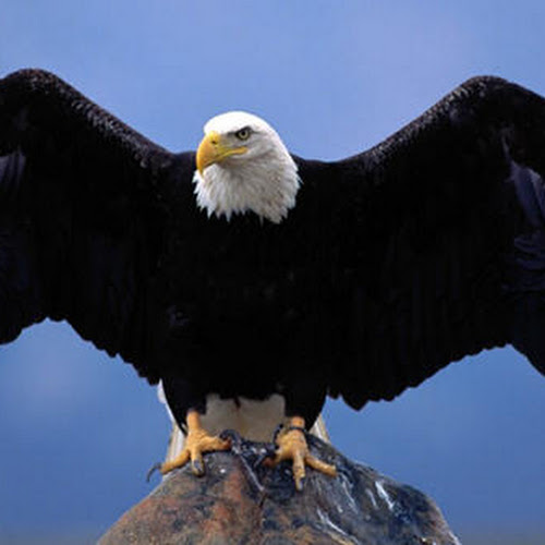 40 Lebih Foto Burung  Elang  Keren