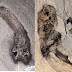 Prehistoric Worm Built Tube-like 'Houses' on Sea Floor