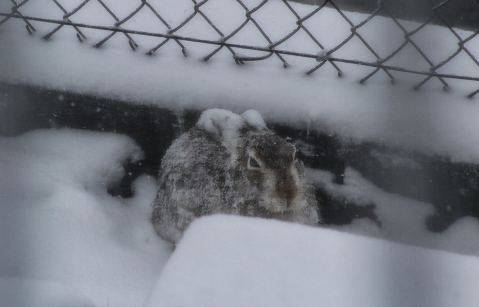 May I Present First Snow, and our rabbit