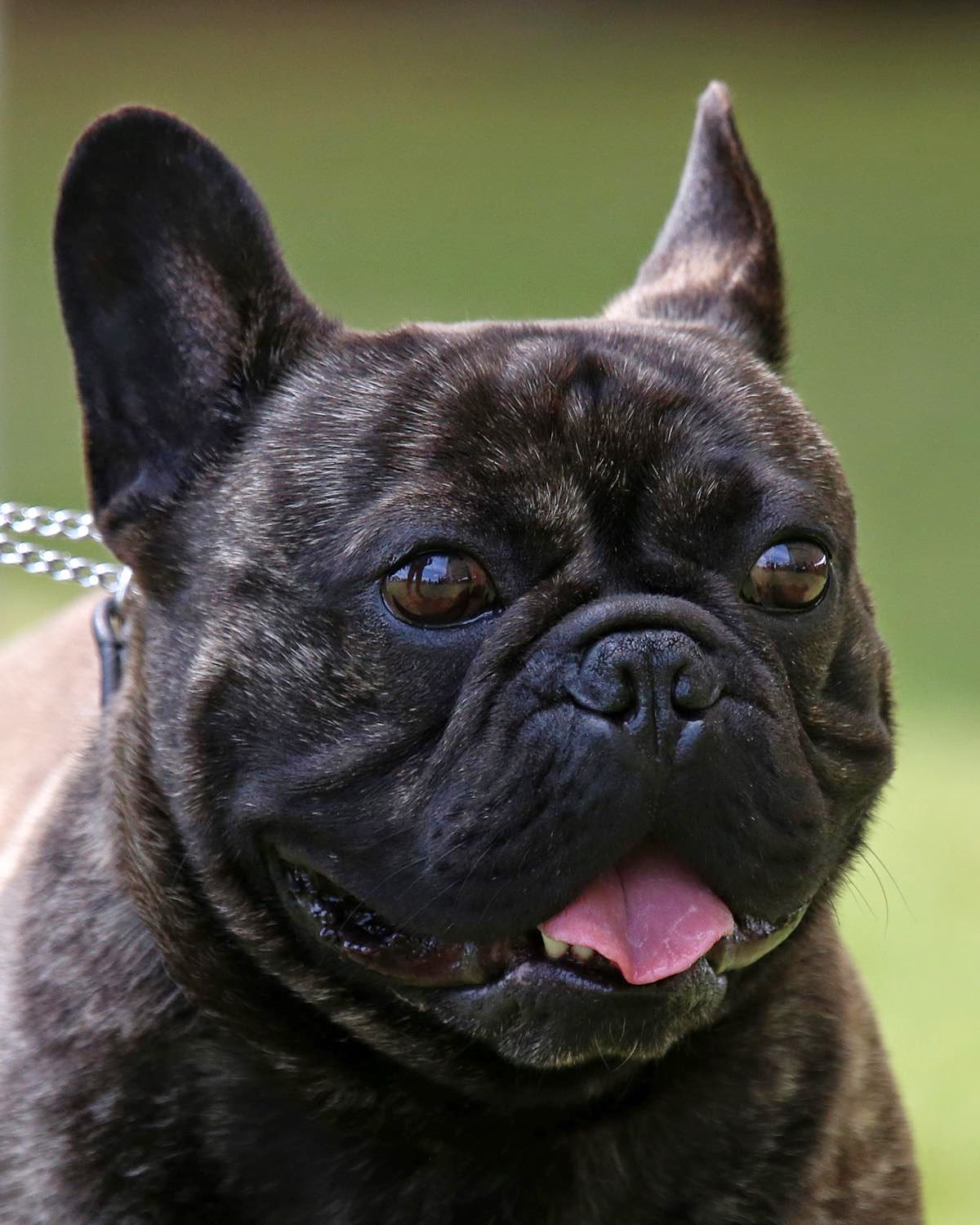 Pedigree Dogs Exposed The Blog French Bulldogs from