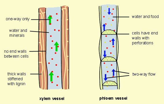 Water Balance In Plants Stem And Xylem Adaptations water-balance-in-plants-stem-and-xylem-adaptations