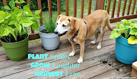 Plant Smiles Grow Laughter Harvest Love - Happy Dog