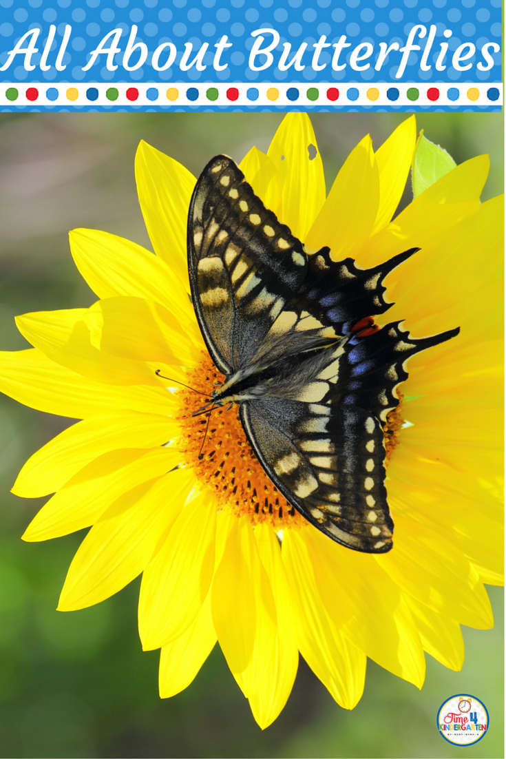 All About Butterflies Time 4 Kindergarten